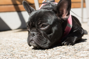 Black French Bulldog Relaxes