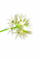
wild garlic flowers