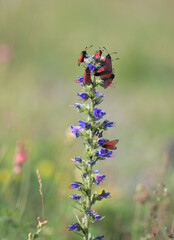 Burnet Moths