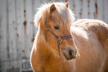 brown pony