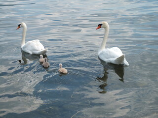 swan in a lake
