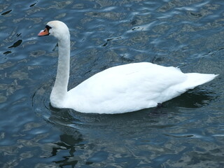 Naklejka premium swan in a lake