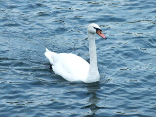 Fototapeta premium swan in a lake