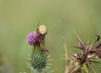 Cross Spider