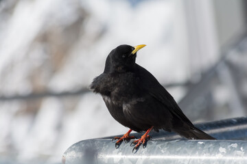 Alpine Chough Looks Around