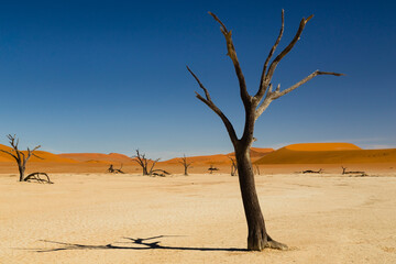 Fototapeta na wymiar Deadvlei im Namib, Namibia, Afrika, Deadvlei in Namib, Namibia, Africa