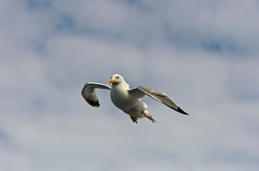 European Herring Gull Larus Argentatus In Flight