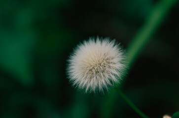 Fototapeta premium Bloom Dandelion