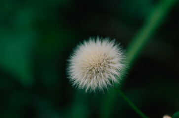 Bloom Dandelion