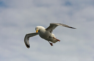 European Herring Gull Larus Argentatus In Flight