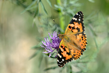 Tortoiseshell Butterfly Aglais Urticae
