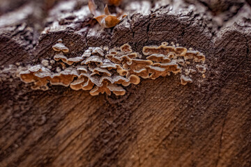 Hairy Stereum (Stereum Hirsutum) fungus on sawed tree trunk with lichen (landscape format).