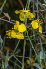 Close-up of Rapeseed Flowers (Brassica napus)
