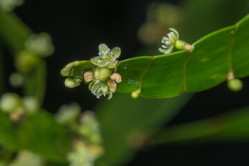 Ribbon Bush, Tapeworm Plant (Homalocladium platycladum)