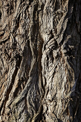 Wood Seamless Pattern