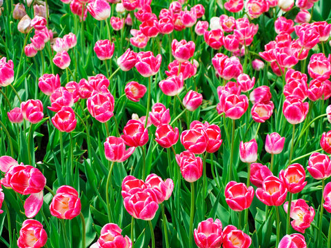 background filled with spring pink tulips with greens. High quality photo