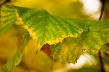 beech leaves