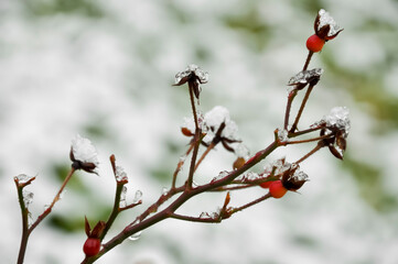 rose hip