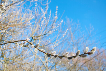 pussy willow