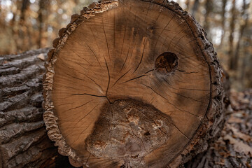 A cutaway log, rotting sawn wood closeup
