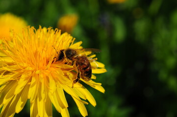Bee on dandelion blossom