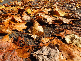 Fallen Leaves
