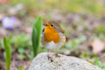 Fototapeta premium European robin, Erithacus rubecula