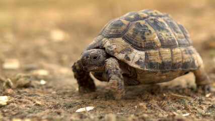 The little turtle is crawling. Wild nature. The turtle is slowly crawling. Side view