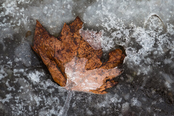 Brown maple leaf frozen in ice