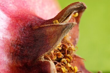 Pomegranate