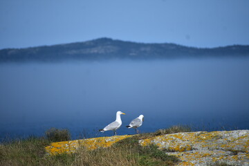Fototapeta premium Gulls over the ocean