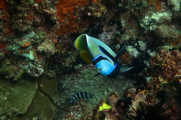 Fototapeta na wymiar The emperor angelfish (Pomacanthus imperator)