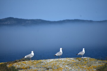 Gulls over the ocean