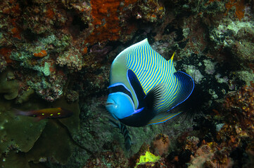 Fototapeta na wymiar The emperor angelfish (Pomacanthus imperator)