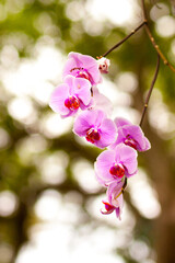 Pink orchid flowers in Florida