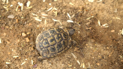 The little turtle is crawling. Wild nature. The turtle is slowly crawling. View from above