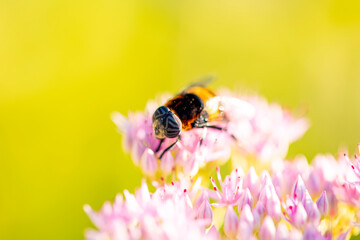A bee is gathering honey