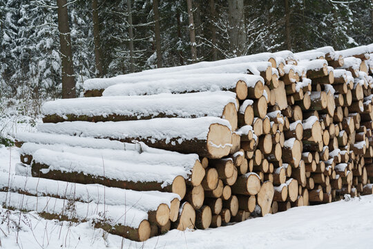 Freshly Felled Spruce Snowy Waiting For Further Processing