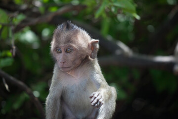 可愛いサル