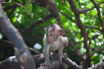 可愛いサル