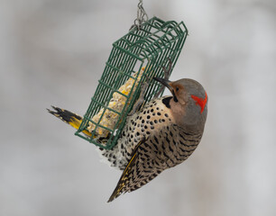 Adult male Yellow-shafted Flicker
