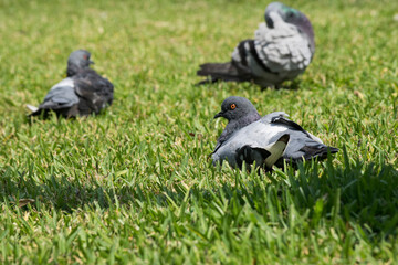 Pidgeon taking a nap