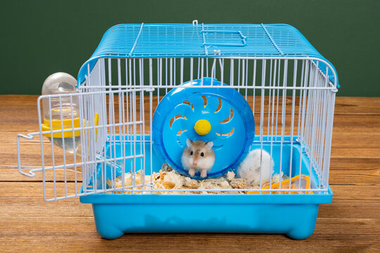 cage with two small hamsters