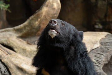 bear in a zoo horizontal composition