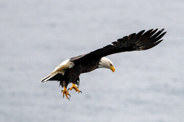 A mature adult American bald eagle pitches on a rock.  The eagle's wings are up and expanded as it gets ready to land.  The eagle's beak and talons are down preparing to catch a fish or land on a rock