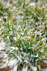 Wheat seedlings covered by winter snow