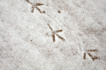 Snow and bird footprints on the ground