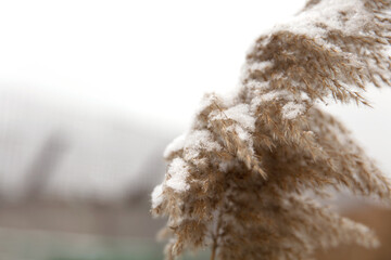 In winter, the dry reed flowers in the fields and the residual snow on them