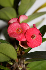 Euphorbia milli flower close up family euphorbiaceae modern background high quality prints