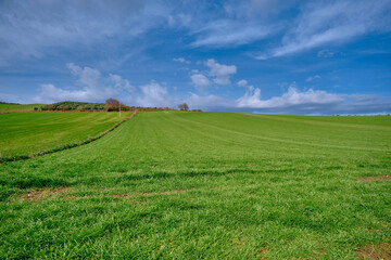 Fototapeta premium Magnificent green grass on small hill and huge clouds top of it. Dried trees top of the hill. Agricultural field before harvesting. Photo is taken from low angle through sky.